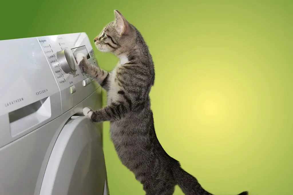 cat 3631907 1920 How to Clean a Dryer: A Step-by-Step Guide